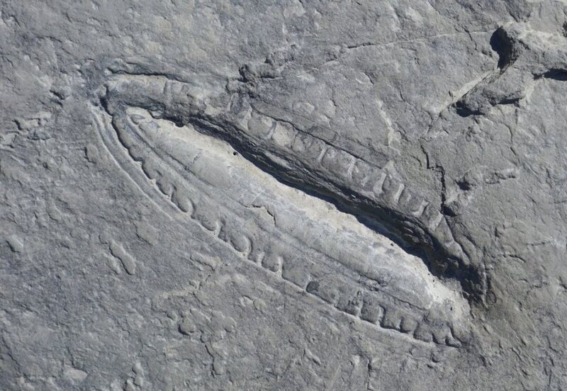 Huella fósil de un trilobites