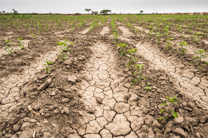 La sequía afecta a los cultivos en África
