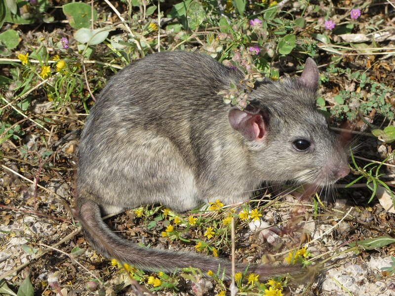 Rata espinosa mexicana