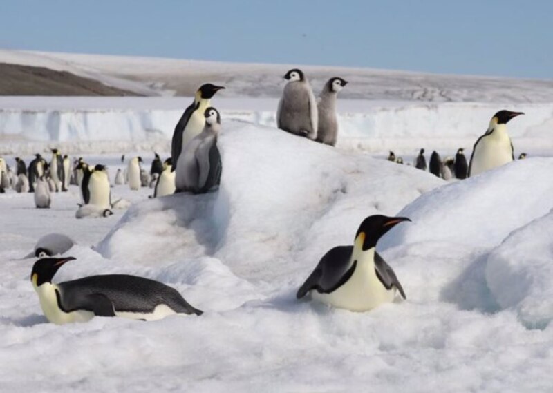 Pingüinos en la Antártida