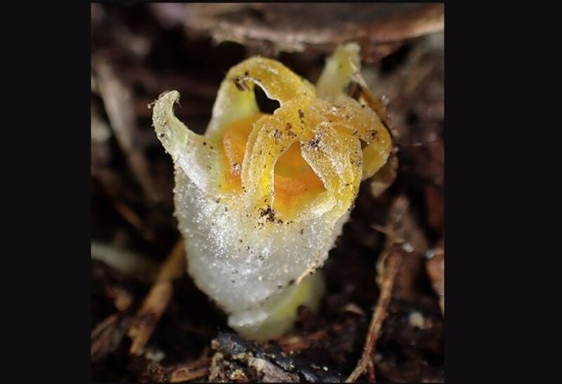 Flor rara