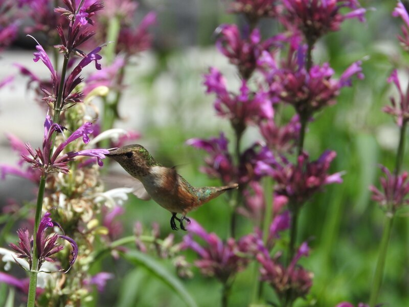 Colibrí volando