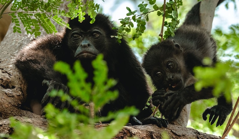 Monos araña en la selva