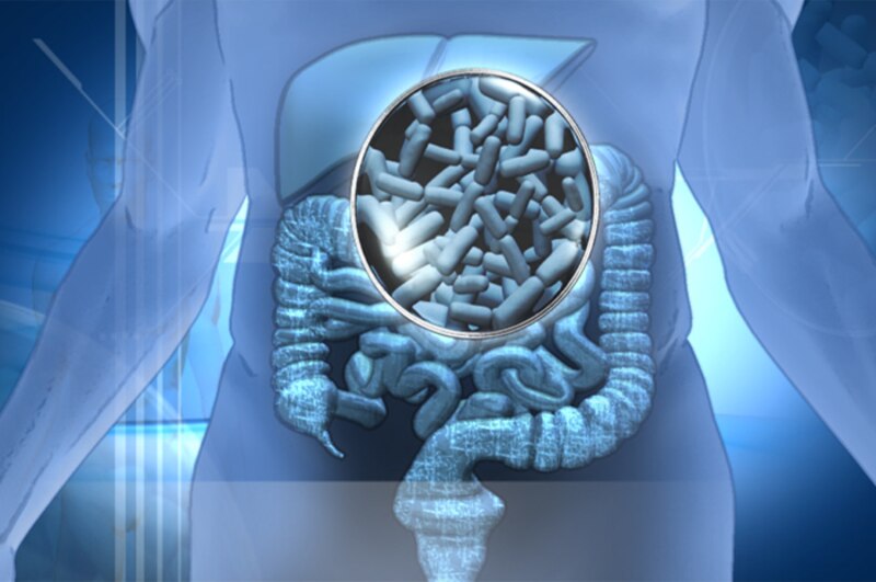 Las bacterias intestinales podrían ser la clave para una buena salud