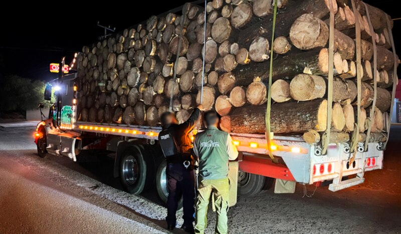 La imagen muestra el momento en que autoridades federales inspeccionan un camión tipo torton con madera de pino en rollo, cuyo volumen no coincidía con la documentación oficial. El aseguramiento refleja las acciones para combatir el transporte ilegal de materias primas forestales en zonas protegidas.