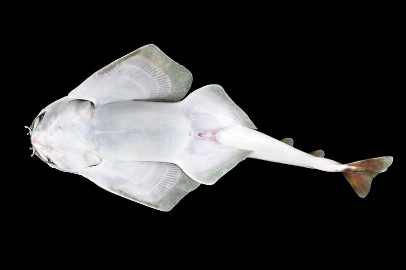 Pez murciélago