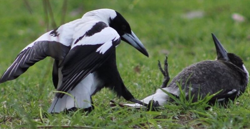 Pelea de urracas