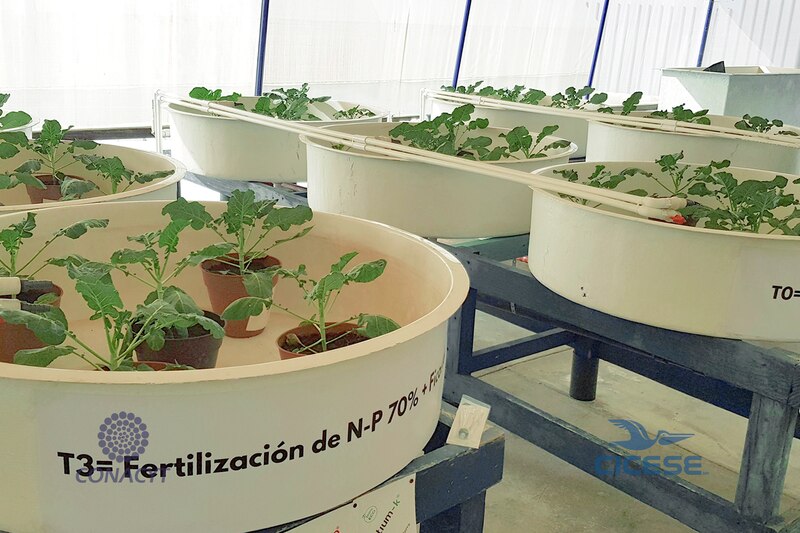 Cultivo de plantas en sistema hidropónico NFT