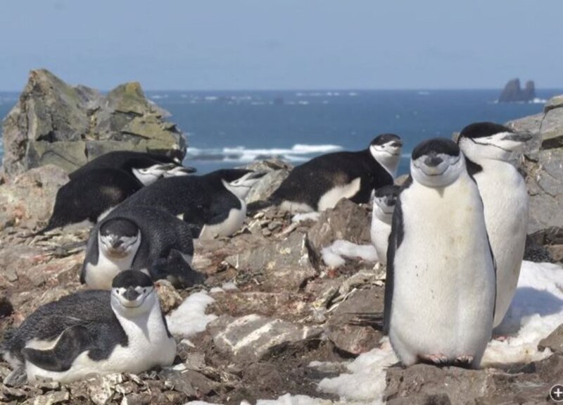 Pingüinos en la Antártida