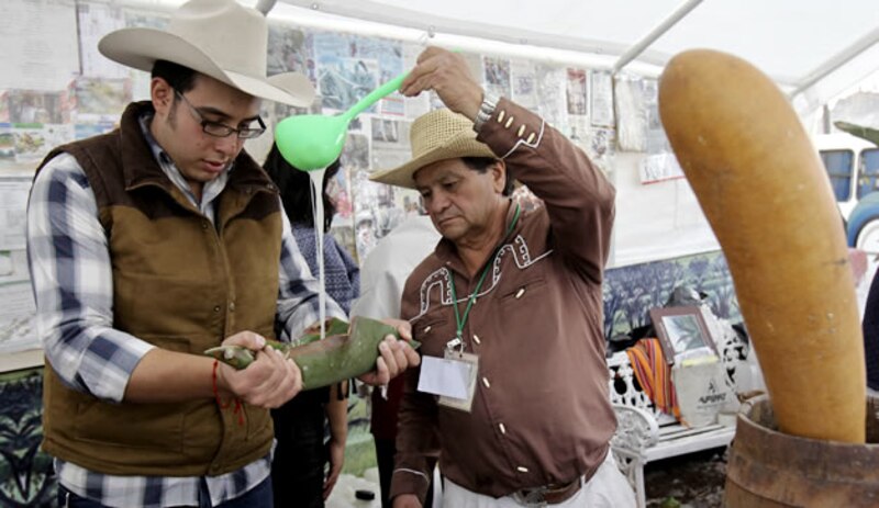 Cómo hacer tequila