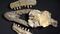 Hallan fósiles de una nueva especie de gran dinosaurio en un yacimiento submarino croata
