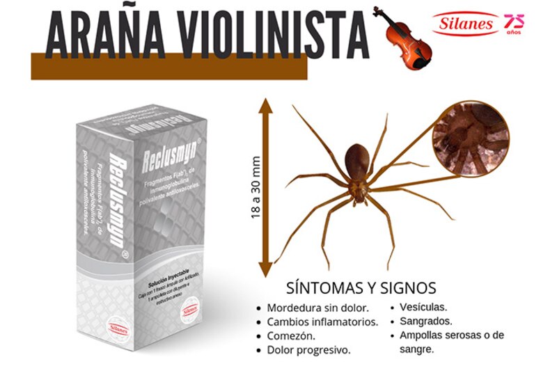 Araña violinista