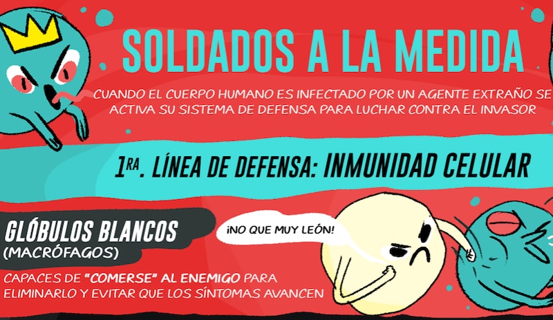 Soldados a la medida: glóbulos blancos