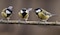 Así se divorcian las aves antes de la época reproductiva