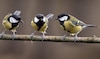 Así se divorcian las aves antes de la época reproductiva