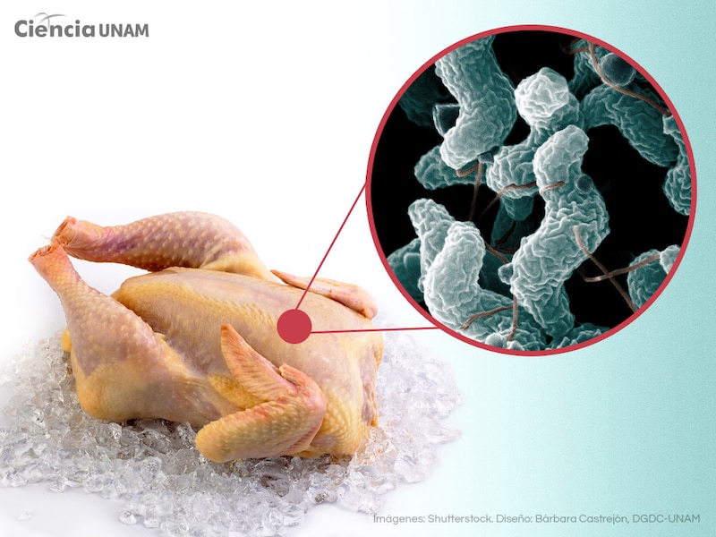Microfotografía de bacterias en la piel de un pollo
