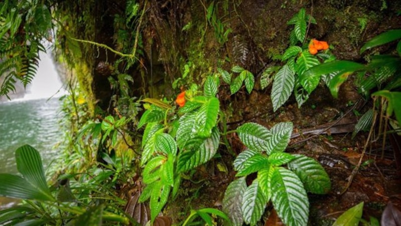 exuberante vegetación en el bosque nuboso de Costa Rica