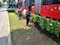 Plantas de dalia dan inicio al embellecimiento de Insurgentes Sur en Álvaro Obregón