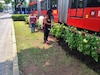 Plantas de dalia dan inicio al embellecimiento de Insurgentes Sur en Álvaro Obregón