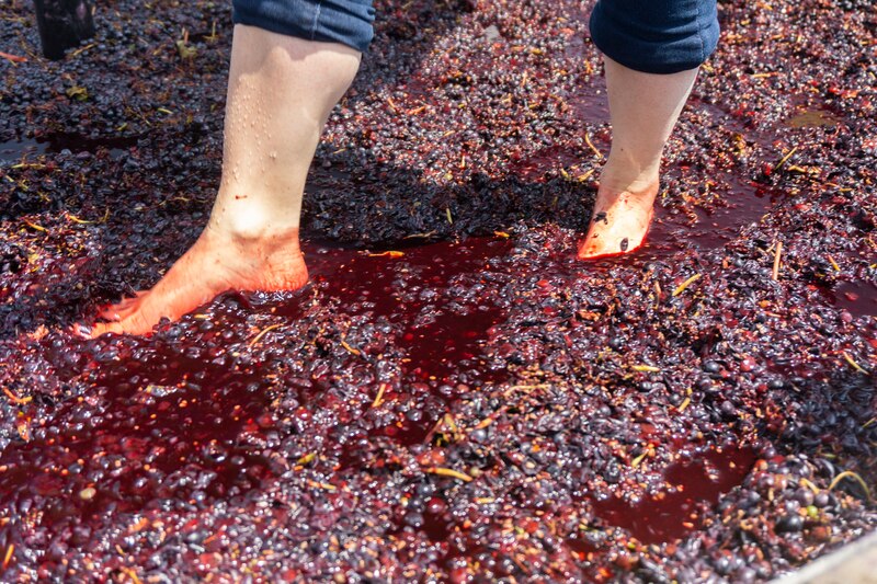 El pisado de la uva, una tradición vitivinícola