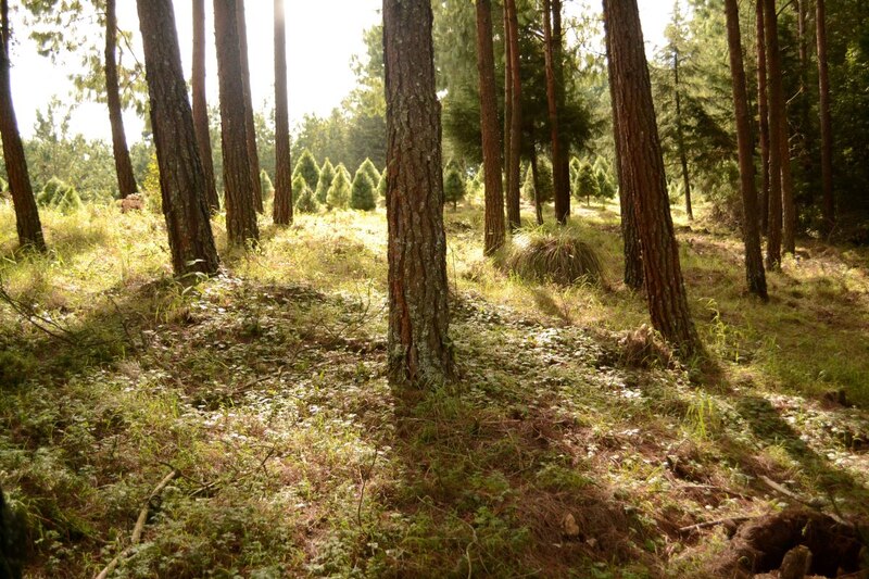 Un hermoso bosque de pinos