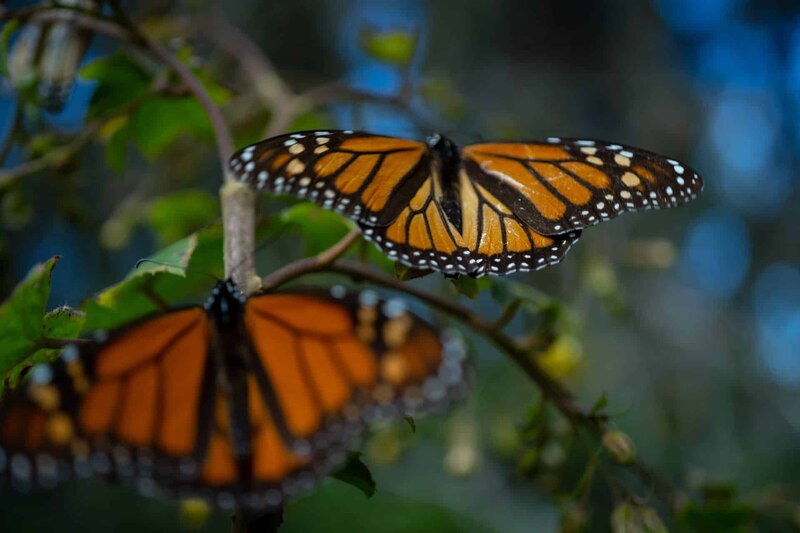 Mariposas monarcas en el jardín