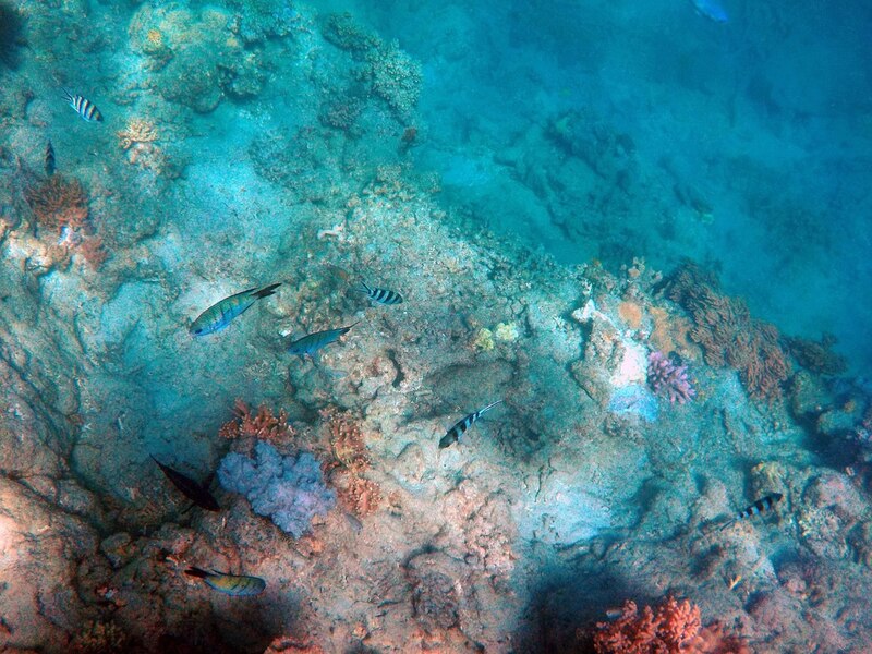 Arrecife de coral con peces tropicales
