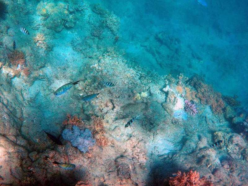 Arrecife de coral con peces tropicales
