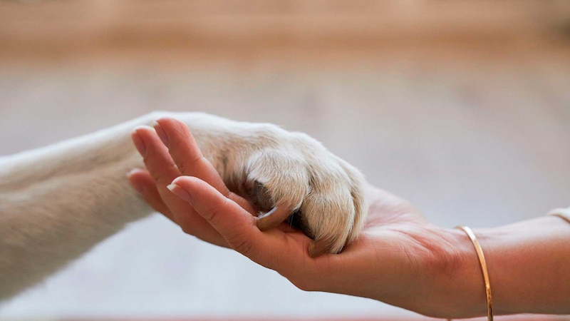 La imagen podría titularse: La amistad entre humanos y animales