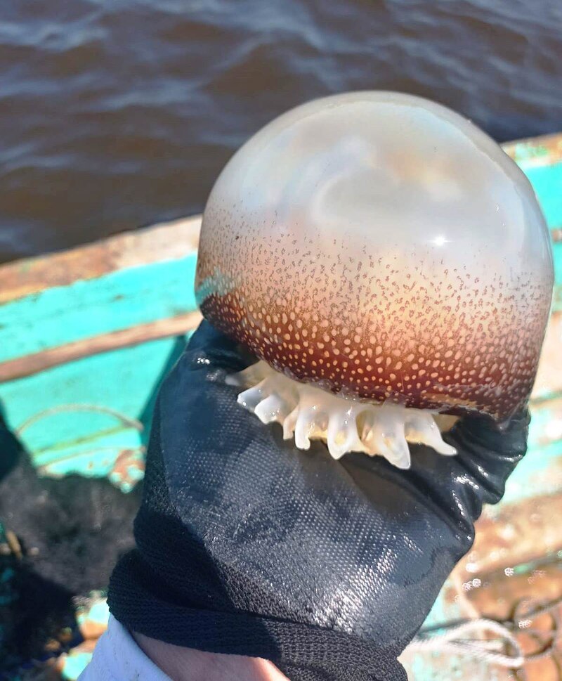 ¡Cuidado con las medusas!