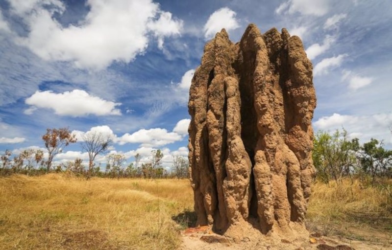 Un termitero en la sabana africana