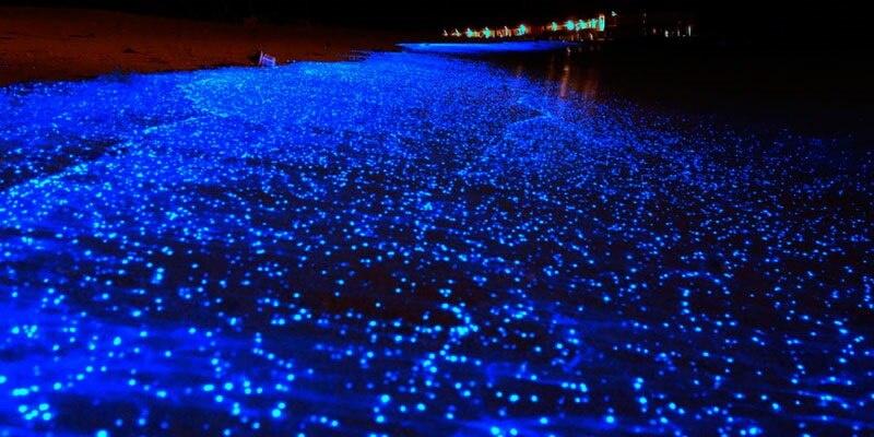 Playa bioluminiscente en la noche