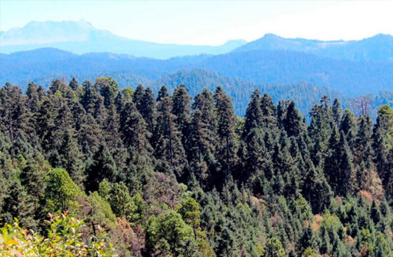 Un hermoso paisaje de un bosque de coníferas en las montañas