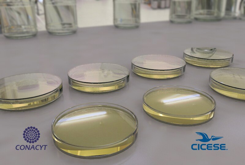 Crecimiento bacteriano en placas de Petri