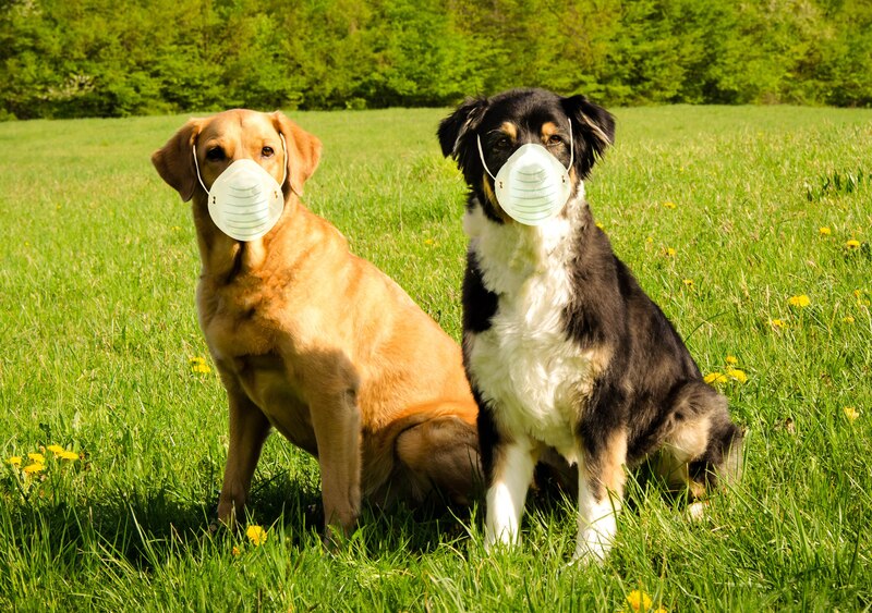 Dos perros con mascarillas