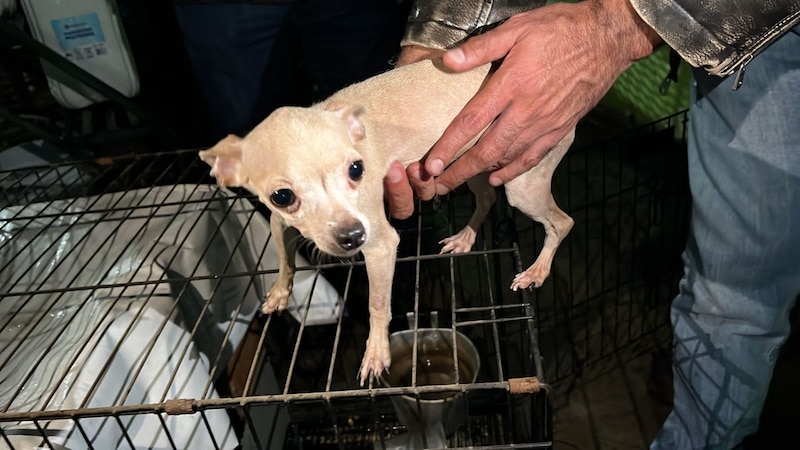 Perrito rescatado de las calles