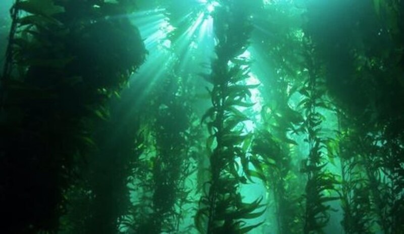 Un bosque de algas marinas