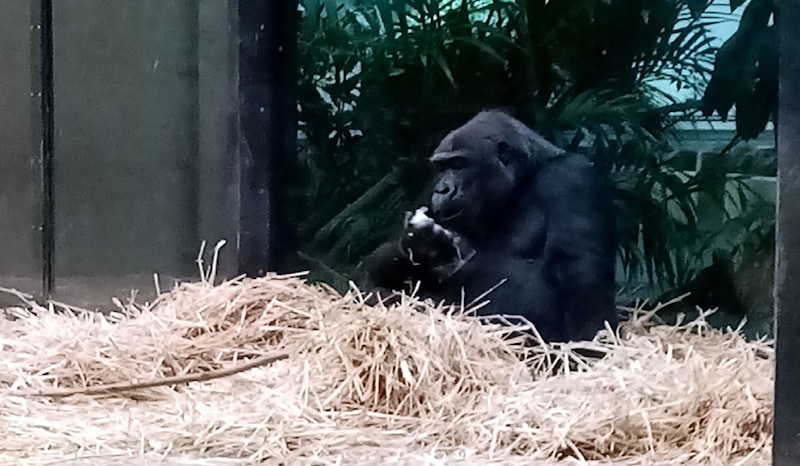 Gorila comiendo