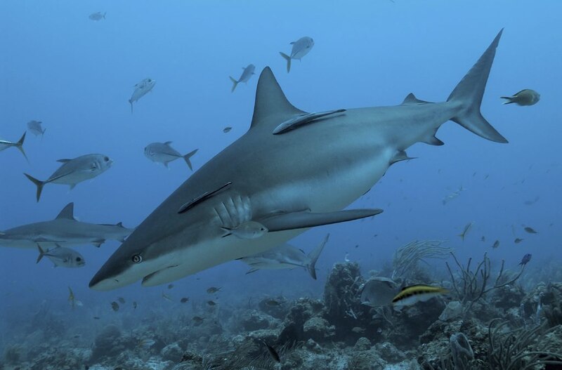 Tiburón nadando en el mar