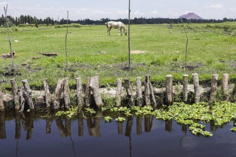 Caballo blanco pastando en un campo verde