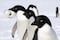 Científicos demuestran que los pingüinos son difusores de contaminación en la Antártida