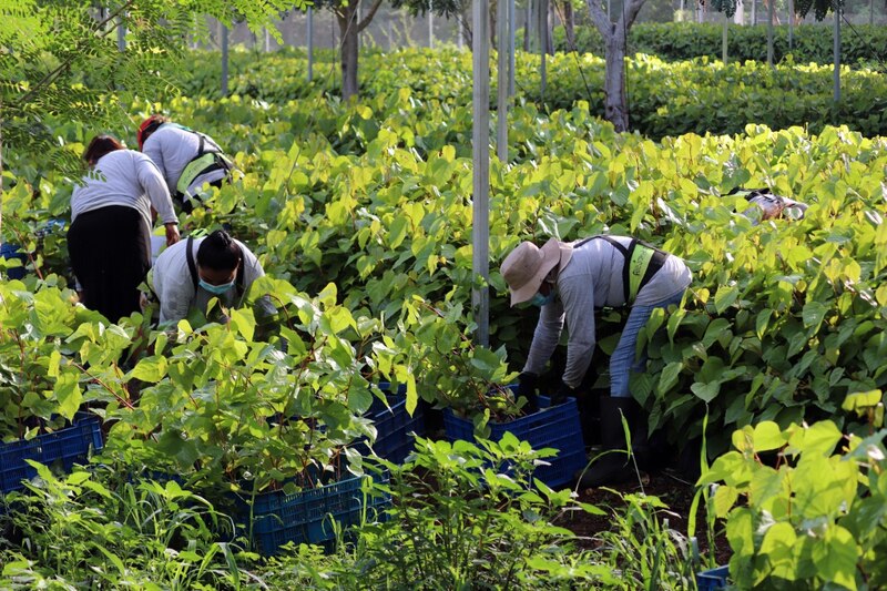 Cosecha de plantas de semillero en vivero