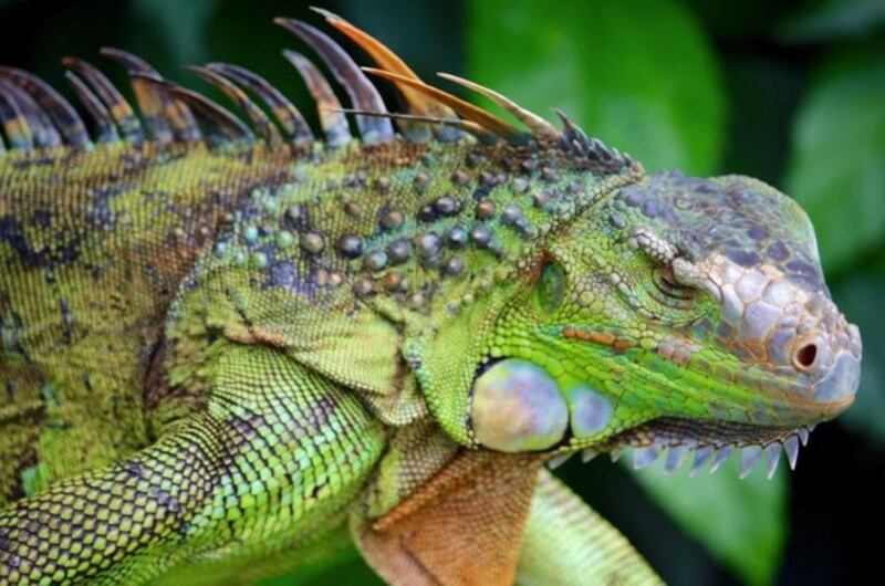 Iguana verde