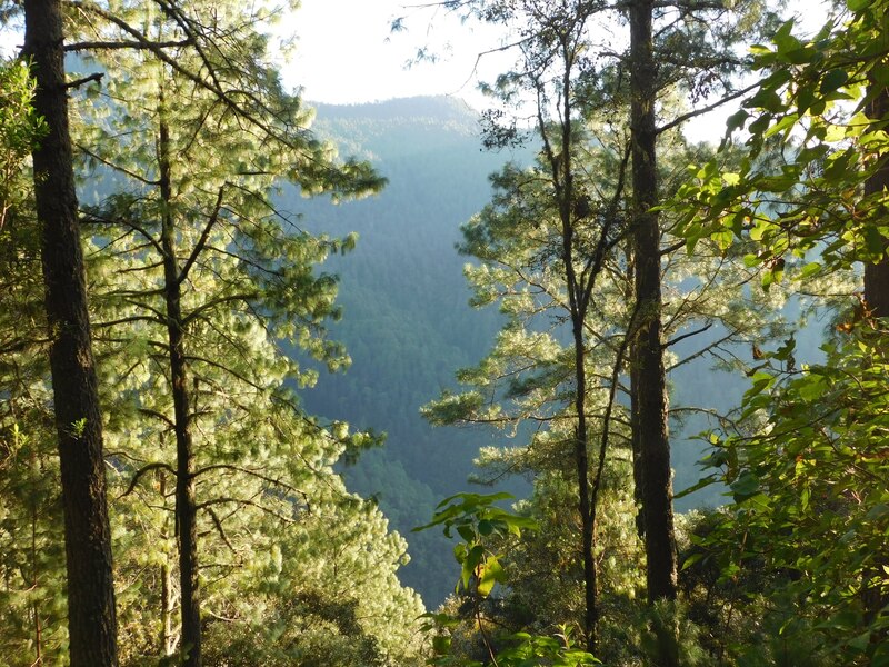 Árboles verdes en un bosque con una montaña al fondo