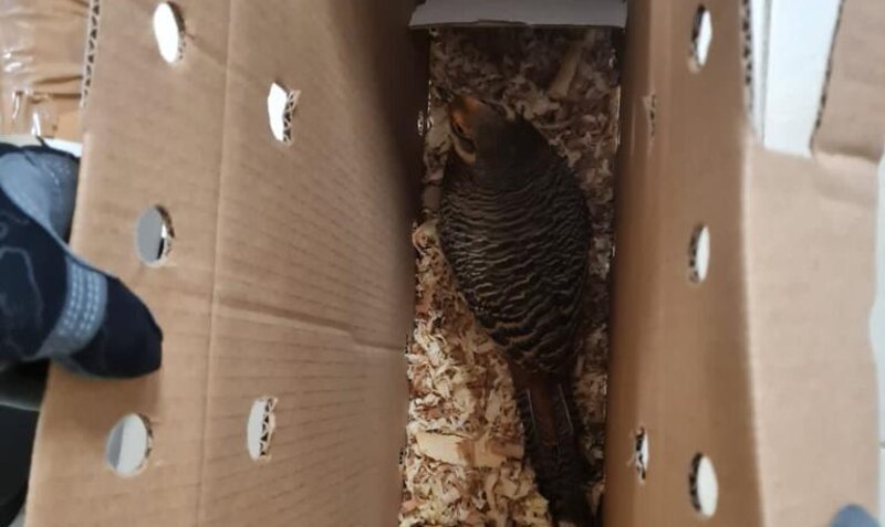Rescatan a un búho real que estaba atrapado en una caja de cartón