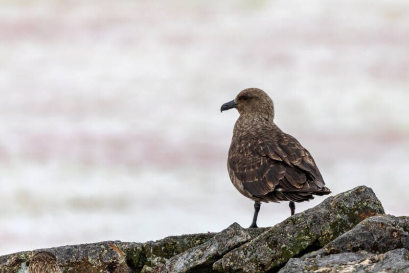Gaviota skua