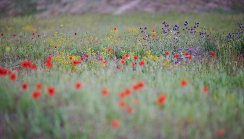 Campo de amapolas