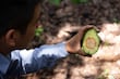 10 estados se reafirman libres de plagas en el aguacate