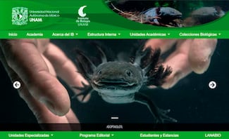 Inicia la campaña Adoptaxolotl 2025-2026: Educación, para ayudar al rescate de los ajolotes