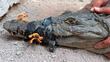 Resguardan en Tlajomulco a cocodrilo capturado tras desplazarse de su hábitat